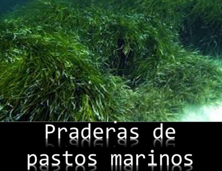 Las praderas de pastos marinos  son ecosistemas dominados por plantas angiospermas (del griego, angíon, vaso y del latín sperma, semilla) sumergidas bajo el agua marina.